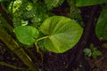 Hoja Santa plant Piper Auritum or Piper Sanctum. Botanical garden kit Karlsruhe, Baden Wuerttemberg, Germany, Europe Royalty Free Stock Photo