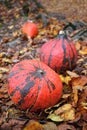 Hokaido Pumpkin and autumn leaves Royalty Free Stock Photo