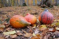 Hokaido Pumpkin and autumn leaves Royalty Free Stock Photo