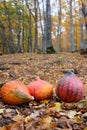 Hokaido Pumpkin and autumn leaves Royalty Free Stock Photo