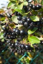 ÃÂ¡hokeberry (Aronia) berries