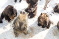 Hokkaido brown bear at Noboribetsu bear park during winter Japan