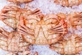 Hokkaido crabs on ice in Hakodate morning market. Royalty Free Stock Photo