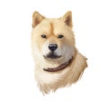 Hokkaido, Do-ken, Ainu-ken, Seta, Ainu dog, Hokkaido-Ken dog digital art illustration isolated on white background. Japan origin
