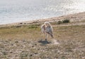 Hokkaido dog runs to the sea with the leash loose