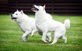 Hokkaido dogs on green grass