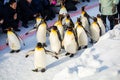 HOKKAIDO, JAPAN - FEBRUARY 10, 2017 - Penguin march at Asahiyama Zoo.