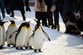 HOKKAIDO, JAPAN - FEBRUARY 10, 2017 - Penguin march at Asahiyama Zoo.