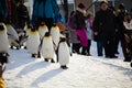 HOKKAIDO, JAPAN - FEBRUARY 10, 2017: Penguin march at Asahiyama