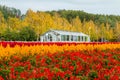 Hokkaido,Japan-October 2018: Lavender flower fields and green house at Tomita Farm, Hokkaido