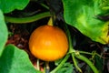 Hokkaido pumkin cucurbita maxima Royalty Free Stock Photo