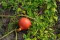 Hokkaido pumpkin, red kuri squash, Japanese squash, growing in full sun in garden Royalty Free Stock Photo