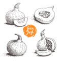 Hokkaido pumpkins set. Sketch style hand drawn vector illustration collection. Whole and cut pumpkins. Autumn food drawing.