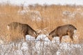 Hokkaido sika deer, Cervus nippon yesoensis