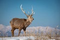 Hokkaido sika deer, Cervus nippon yesoensis