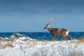 Hokkaido sika deer, Cervus nippon yesoensis, in snow meadow, blue sea with waves in background. Animal with antler in nature habit