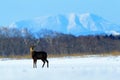 Hokkaido sika deer, Cervus nippon yesoensis, in the snow meadow, winter mountains and forest in the background, animal with antler Royalty Free Stock Photo