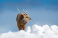 Hokkaido sika deer, Cervus nippon yesoensis, in snow meadow, winter mountains and forest in the background. Animal with antler in