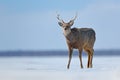 Hokkaido sika deer, Cervus nippon yesoensis, in snow meadow, winter mountains and forest in the background. Animal with antler in Royalty Free Stock Photo