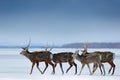 Hokkaido sika deer, Cervus nippon yesoensis, in snow meadow, winter mountains and forest in the background. Animal with antler in Royalty Free Stock Photo