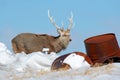 Hokkaido sika deer, Cervus nippon yesoensis, in snow meadow, winter mountains and forest in the background. Animal with antler in Royalty Free Stock Photo