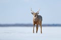 Hokkaido sika deer, Cervus nippon yesoensis, in snow meadow, winter mountains and forest in the background. Animal with antler in Royalty Free Stock Photo