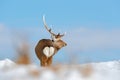 Hokkaido sika deer, Cervus nippon yesoensis, in snow meadow, winter mountains and forest in the background. Animal with antler in Royalty Free Stock Photo