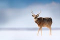 Hokkaido sika deer, Cervus nippon yesoensis, in the snow meadow, winter mountains and forest in the background, animal with antler