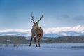 Hokkaido sika deer, Cervus nippon yesoensis, in snow meadow, winter mountains and forest in the background. Animal with antler in Royalty Free Stock Photo