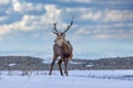 Hokkaido sika deer, Cervus nippon yesoensis, on snowy meadow, winter mountains in the background. Animal with antler in nature Royalty Free Stock Photo