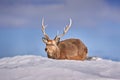 Hokkaido sika deer, Cervus nippon yesoensis, on snowy meadow, winter mountains in the background. Animal with antler in nature