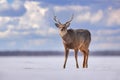 Hokkaido sika deer, Cervus nippon yesoensis, on snowy meadow, winter mountains in the background. Animal with antler in nature Royalty Free Stock Photo