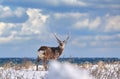 Hokkaido sika deer, Cervus nippon yesoensis, on snowy meadow, winter mountains in the background. Animal with antler in nature Royalty Free Stock Photo