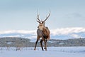 Hokkaido sika deer, Cervus nippon yesoensis, on the snowy meadow, winter mountains in the background, animal with antlers in the Royalty Free Stock Photo