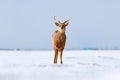 Hokkaido sika deer, Cervus nippon yesoensis, on the snowy meadow, winter mountains in the background, animal with antlers in the Royalty Free Stock Photo