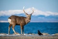 Hokkaido sika deer, Cervus nippon yesoensis Royalty Free Stock Photo