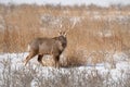 Hokkaido sika deer, Cervus nippon yesoensis