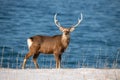 Hokkaido sika deer, Cervus nippon yesoensis