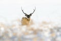 Hokkaido sika deer, Cervus nippon yesoensis, in the white snow, winter scene and animal with antler in the nature habitat, Japan Royalty Free Stock Photo