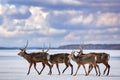 Hokkaido sika deer herd, Cervus nippon yesoensis, on snowy meadow, winter mountains in the background. Animal with antler in Royalty Free Stock Photo