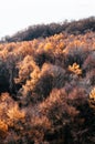Hokkaido Usuzan mountain forest in urly winter with autumn foliage yellow tree, aerial view