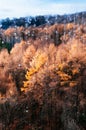 Hokkaido Usuzan mountain forest in urly winter with autumn foliage yellow tree, aerial view