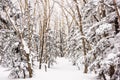 Hokkaido Winter Scene