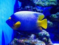 Holacanthus ciliaris. Queen Angelfish. exotic fish Royalty Free Stock Photo