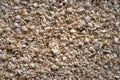 Holbox beach shells sand Mexico