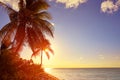 Holbox beach sunset palm tree Mexico