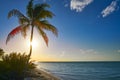Holbox beach sunset palm tree Mexico Royalty Free Stock Photo