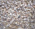 Holbox Island beach sand shells in Mexico