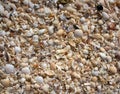 Holbox beach shells sand Mexico Royalty Free Stock Photo