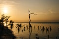 Holbox island sunset beach palm tree tropical in Mexico Royalty Free Stock Photo